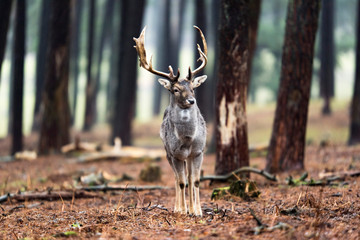 Single fallow deer buck standing in forest.