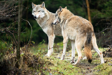 Two wolves standing in rainy forest.