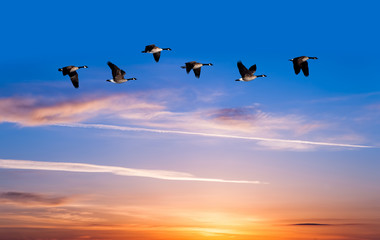 Spring or autumn migration of birds
