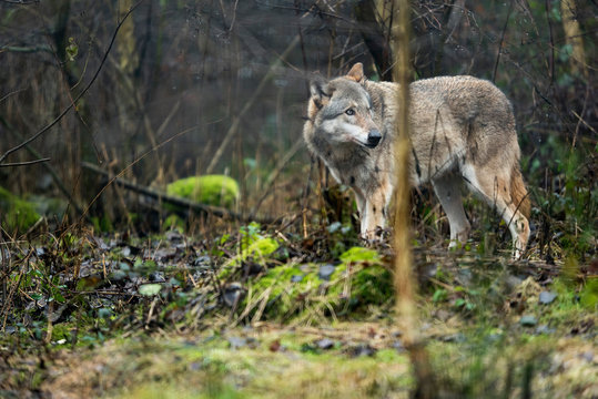 Fototapeta Solitary wolf standing in rainy forest.