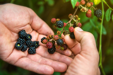 Blackberry, harvesting. Closeup view of wet blackberry's bunch and man's hands over green leaves. Autumn forest berry after rain, soft focus, image toned.