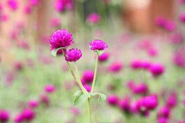 Globe Amaranth Flower (Other names are Amaranthus, Tampala, Tassel Flower, Flaming Fountain, Fountain Plant, Joseph's Coat, Amaranth, Molten Flower, Prince's Feather and Amaranth Poinsettia)