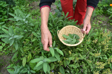 senior woman gardener hands picking in basket fresh sage Salvia - obrazy, fototapety, plakaty