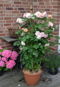 Rose im K&uuml;bel