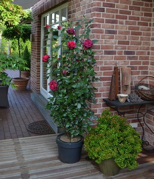 Dunkelrote Rose