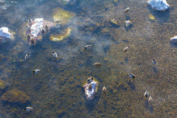 Зимний морозный день на берегу реки. Природа Сибири. Winter frosty day on the river bank. Nature of Siberia. 