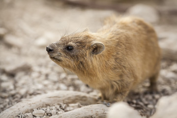 Rock Hyrax standing still on the ground (Procavia capensis). Selective focus.