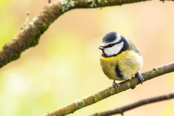 Blue tit pastel background