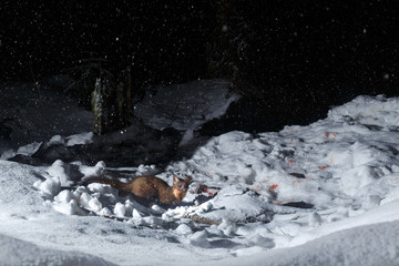 Marten in the nice nature habitat from camera trap, nocturnal animals, european wildlife, nature and wilderness, camera trapping in europe