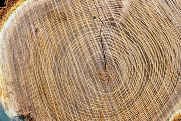 Fototapeta premium Baumstamm