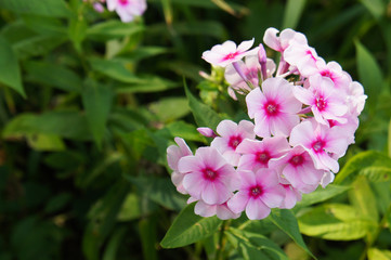 Pink and red phlox flower in green