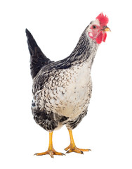 Motley hen laying hen. Isolated. Series photos