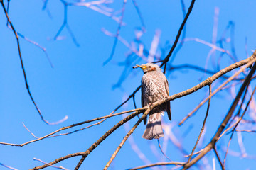 Brown-eared Bulbul bird,in Showa Kinen Park,Tokyo,Japan