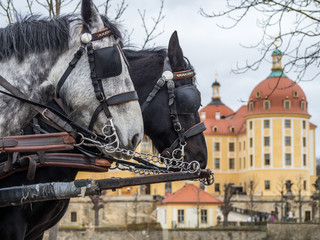 Naklejka na ściany i meble Schloss Moritzburg mit Pferden
