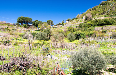 Beautiful landscape of Cinque Terre Mountains, Corniglia