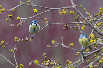 Two blue tits © bearacreative