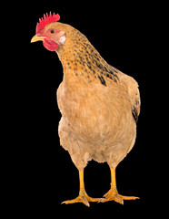 Graceful chicken laying hen, red color. Isolated on a black background. series of photos