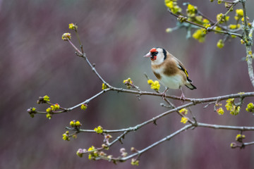 Goldfinch yellow flowers