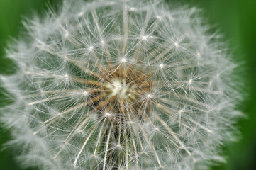 Close up of dandelion. Seeds flower in nature