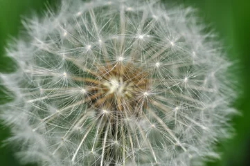 Foto op Canvas Close up of dandelion. Seeds flower in nature © Ivan