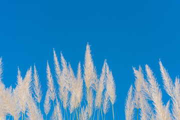 Wind blowing through flower grass with blue sky
