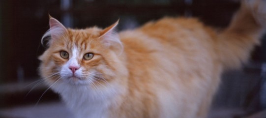 Fototapeta na wymiar Red-tabby / white colored norwegian forest cat 