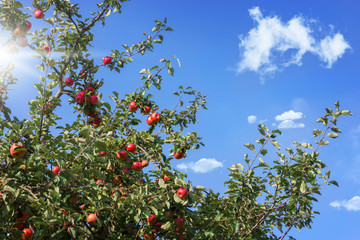 Fototapeta na wymiar Apfelbaum, reife Äpfel im Sonnenschein