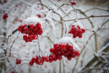 Schneeball (Viburnum opulus)