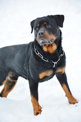 Rottweiler in snow
