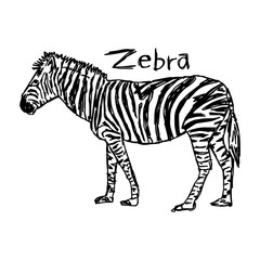 Fototapeta na wymiar zebra - vector illustration sketch hand drawn with black lines, isolated on white background