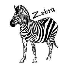 zebra - vector illustration sketch hand drawn with black lines, isolated on white background