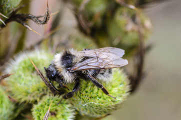 Shaggy bumblebee settled down for the night on the green and spicy plants bud