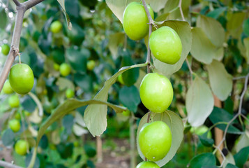Close up of jujube fruits growing on the trees in garden