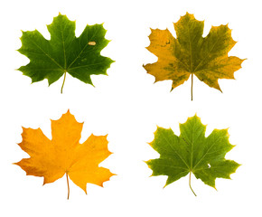 Set the autumn maple branch with leaves isolated