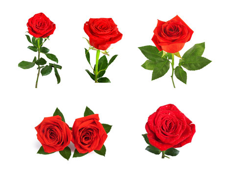 Set of beautiful red roses  isolated on  background