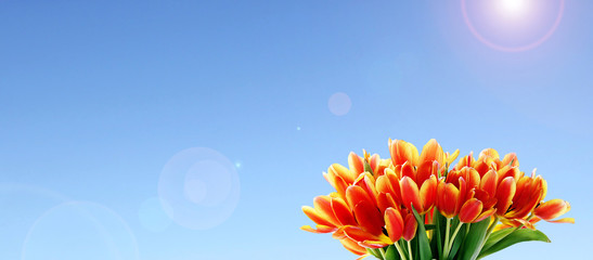 tulip banner with blue sky and copy space