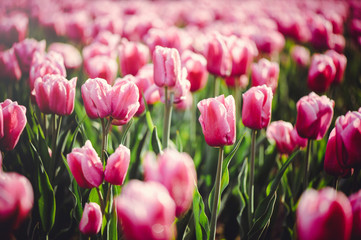 Close-up of pink tulips