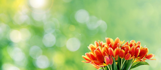 tulip bokeh banner with copy space