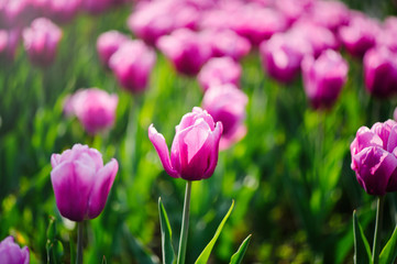 Fototapeta premium Close-up of pink tulips
