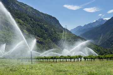 sprinkler system watering vineyard