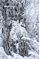 Naklejka na ściany i meble Snowy Forest in a Winter Day