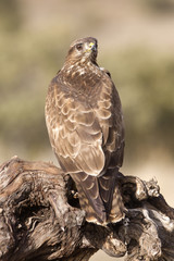 Common buzzard. Buteo buteo