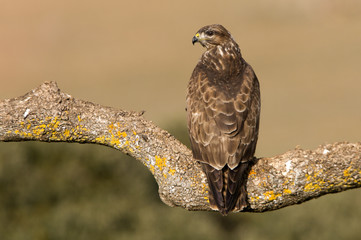 Common buzzard. Buteo buteo