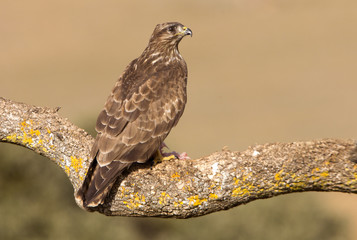 Common buzzard. Buteo buteo