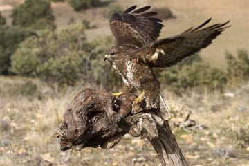 Common buzzard. Buteo buteo