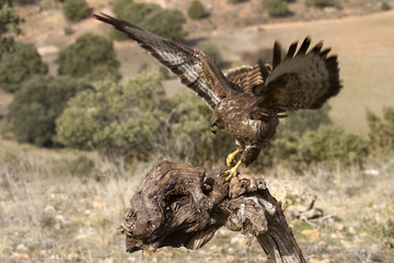 Common buzzard. Buteo buteo