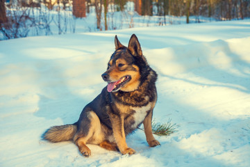 The dog sits on a a country road covered with snow