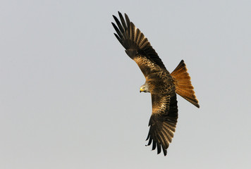 Adlult of Red kite fying. Milvus milvus.
