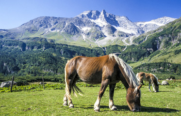 Fototapeta na wymiar Mountain Sonnblick, horses, Austria, Salzburg, Pinzgau, Rauris v