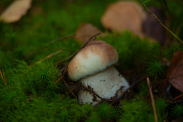 Fototapeta premium beautiful porcini mushroom growing in forest